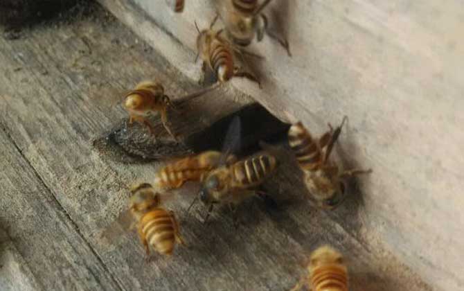 中蜂和意蜂怎么分辨區(qū)別?哪種好養(yǎng)?(教你如何區(qū)分中蜂和意蜂) 中蜂和意蜂怎么分辨區(qū)別?哪種好養(yǎng)?(教你如何區(qū)分中蜂和意蜂)