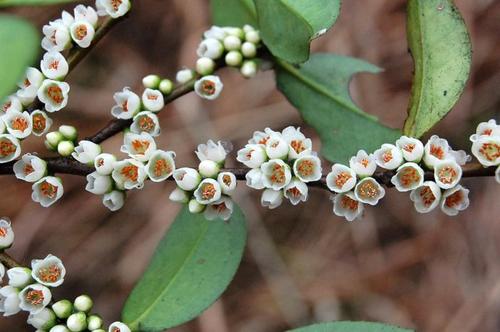 贛南地區烏桕樹什么月份開始流蜜(江西贛南主要的蜜源植物和花期介紹) 贛南地區烏桕樹什么月份開始流蜜(江西贛南主要的蜜源植物和花期介紹)