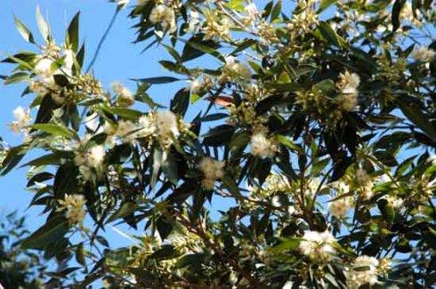 贛南地區烏桕樹什么月份開始流蜜(江西贛南主要的蜜源植物和花期介紹) 贛南地區烏桕樹什么月份開始流蜜(江西贛南主要的蜜源植物和花期介紹)