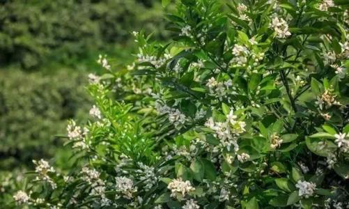 贛南地區烏桕樹什么月份開始流蜜(江西贛南主要的蜜源植物和花期介紹) 贛南地區烏桕樹什么月份開始流蜜(江西贛南主要的蜜源植物和花期介紹)