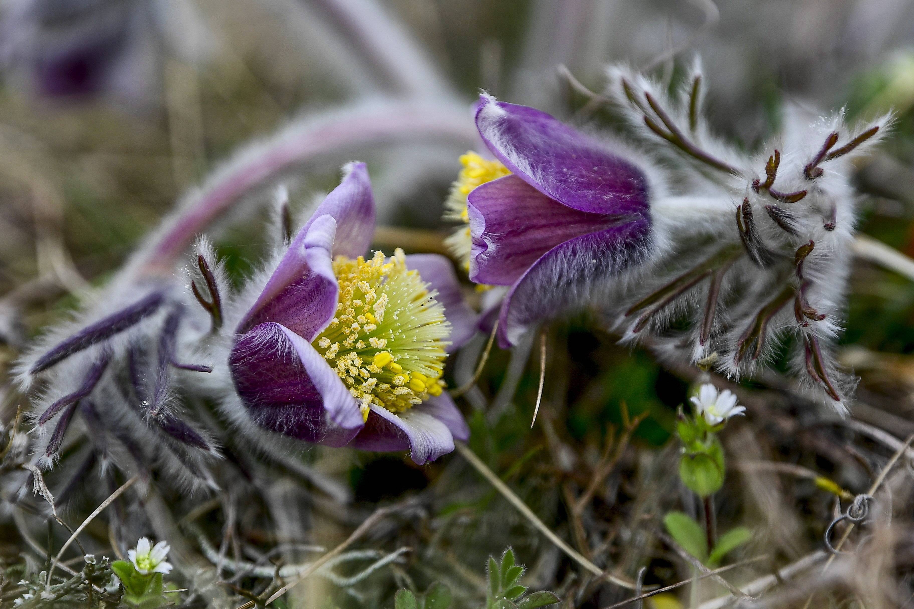 蜂螨的特點有哪些(大蜂螨的特點與防治方法) 蜂螨的特點有哪些(大蜂螨的特點與防治方法)