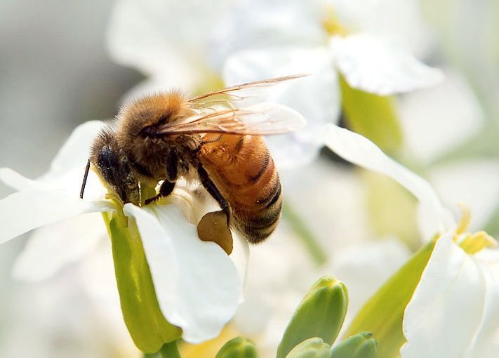 蜂螨的特點有哪些(大蜂螨的特點與防治方法) 蜂螨的特點有哪些(大蜂螨的特點與防治方法)