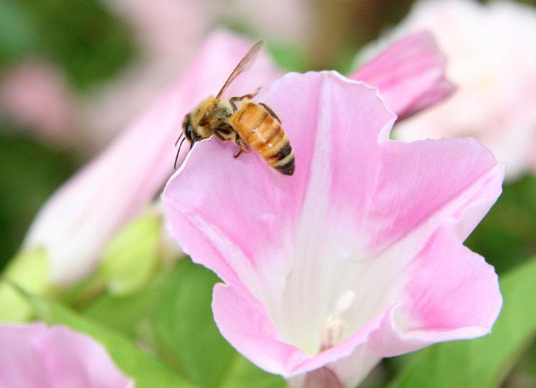 蜂螨的特點有哪些(大蜂螨的特點與防治方法) 蜂螨的特點有哪些(大蜂螨的特點與防治方法)
