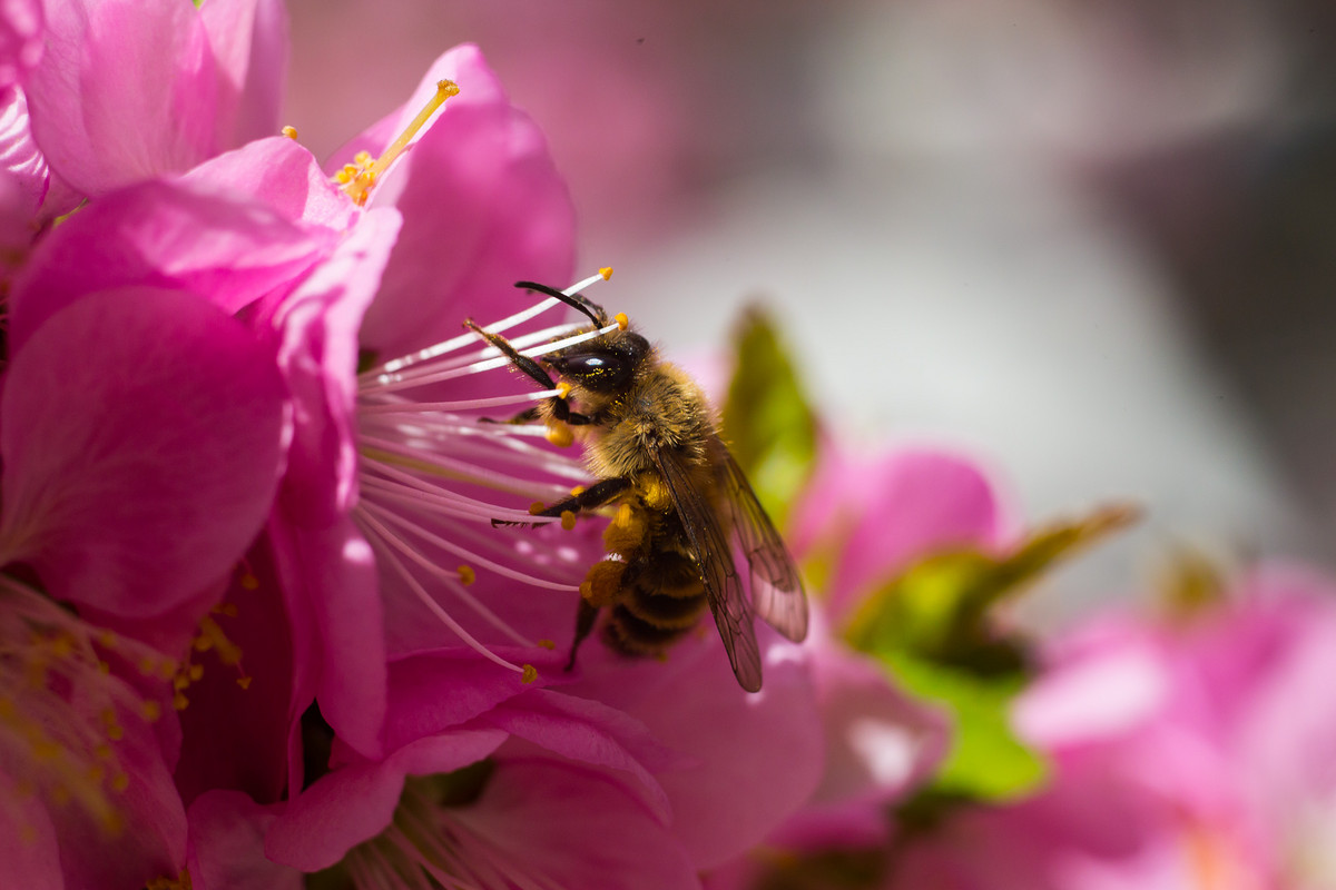 新手養蜂什么時候建蜂場最合適(養蜂需要什么樣的場地) 新手養蜂什么時候建蜂場最合適(養蜂需要什么樣的場地)