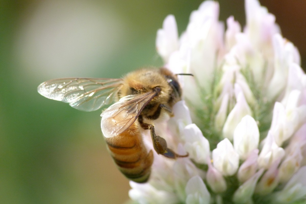 工蜂壽命從何時開始算起(工蜂能活多長時間) 工蜂壽命從何時開始算起(工蜂能活多長時間)