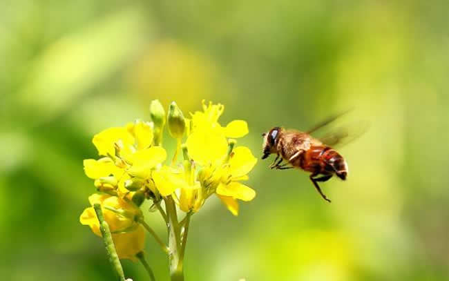 怎樣人工喂養(yǎng)蜜蜂？