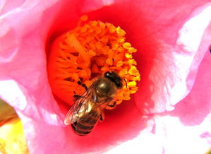 蜜蜂怎么尋找花蜜(蜜蜂尋找蜜源的方法) 蜜蜂怎么尋找花蜜(蜜蜂尋找蜜源的方法)