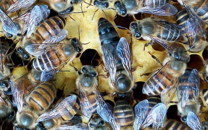 中蜂阿壩王在廣西能養嗎(阿壩蜜蜂在南方可以養嗎) 中蜂阿壩王在廣西能養嗎(阿壩蜜蜂在南方可以養嗎)