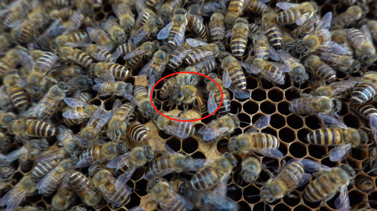 新手養蜂如何分辨工蜂產卵（蜜蜂工蜂產卵的處理方法）