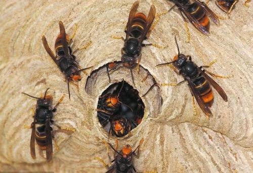 蜜蜂和馬蜂在家打窩是壞事嗎（蜜蜂和馬蜂來家里是福還是禍？）