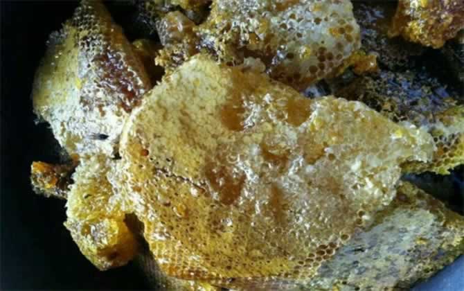 野生蜜蜂 野生蜜蜂