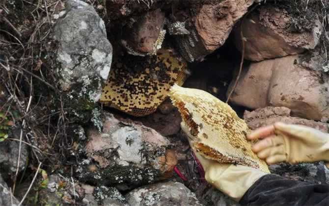 野生蜜蜂 野生蜜蜂