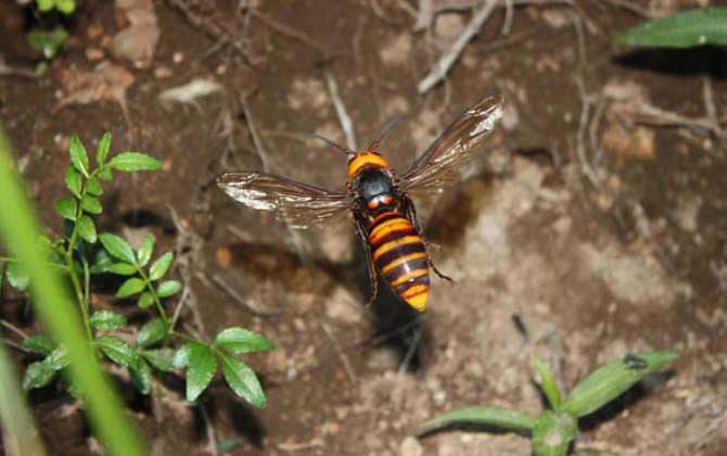 世界十大毒蜂排名(世界上最毒的蜂排名) 日本大黃蜂