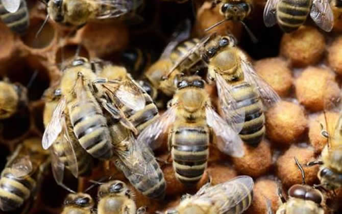 雄蜂從卵到出房要多少天? 雄蜂