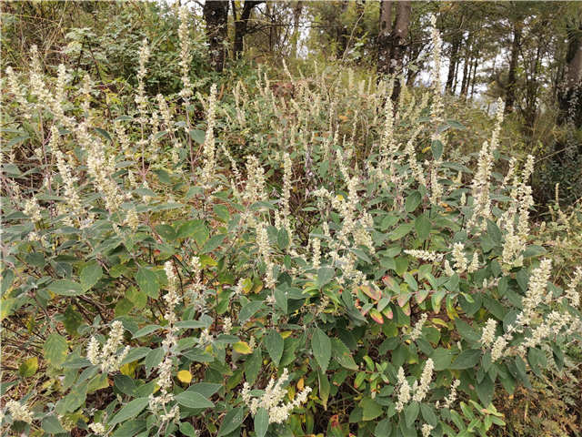 常年開花的蜜源植物(花期最長的蜜源植物) 常年開花的蜜源植物(花期最長的蜜源植物)