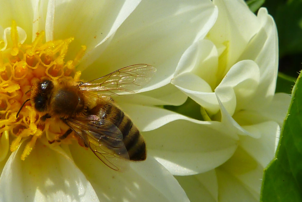 工蜂是干什么的(工蜂的職責有哪些) 工蜂是干什么的(工蜂的職責有哪些)