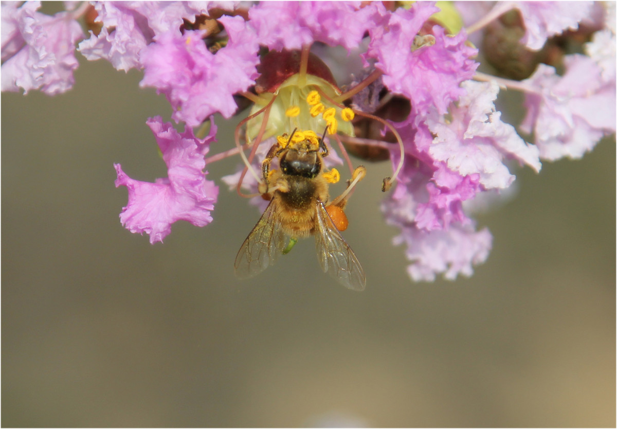 工蜂是干什么的(工蜂的職責有哪些) 工蜂是干什么的(工蜂的職責有哪些)