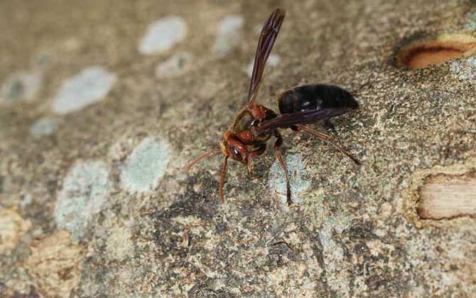 牛角蜂蟄了幾天才算恢復(fù)（牛角蜂蟄了多久過危險期）