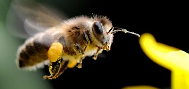 東北黑蜂的缺點(diǎn)是什么(東北黑蜂事中蜂還是意蜂) 東北黑蜂的缺點(diǎn)是什么