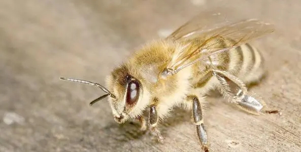 東北黑蜂的缺點(diǎn)是什么(東北黑蜂事中蜂還是意蜂) 東北黑蜂的缺點(diǎn)是什么