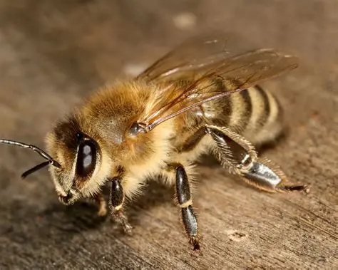 東北黑蜂的缺點(diǎn)是什么(東北黑蜂事中蜂還是意蜂) 東北黑蜂的缺點(diǎn)是什么