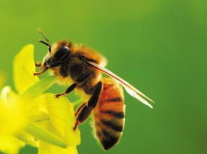 中蜂群介入意蜂王能成功產子嗎(意蜂王可以介入中蜂群嗎) 中蜂群介入意蜂王能成功產子嗎(意蜂王可以介入中蜂群嗎)