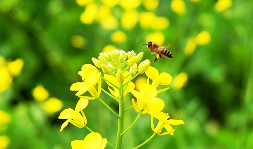 什么花流蜜最多?(盤點那些花流蜜多) 什么花流蜜最多?(盤點那些花流蜜多)