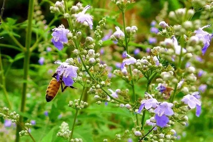 什么花流蜜最多?(盤點那些花流蜜多) 什么花流蜜最多?(盤點那些花流蜜多)