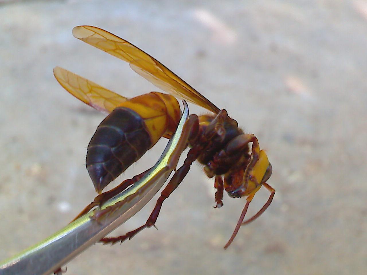 胡蜂的采食范圍有多大(胡蜂離巢多遠(yuǎn)找吃的) 胡蜂的采食范圍有多大(胡蜂離巢多遠(yuǎn)找吃的)