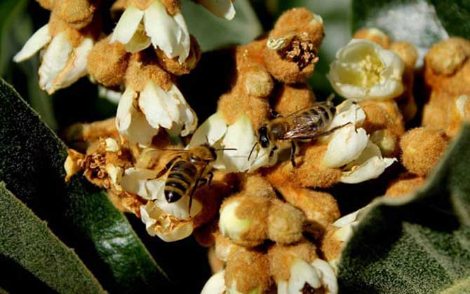 枇杷樹分泌蜜嗎(枇杷有蜜嗎) 枇杷樹分泌蜜嗎(枇杷有蜜嗎)