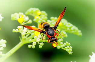 蜂群中大量工蜂死亡是什么原因(有雄蜂了為什么出現很多工蜂死亡) 蜂群中大量工蜂死亡是什么原因(有雄蜂了為什么出現很多工蜂死亡)