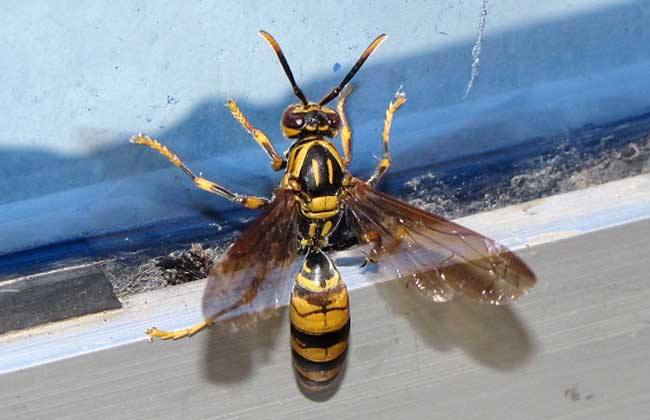 【蜜蜂知識(shí)】馬蜂和蜜蜂的區(qū)別 馬蜂和蜜蜂的區(qū)別