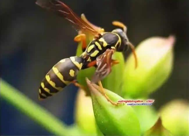 【蜜蜂知識(shí)】馬蜂和蜜蜂的區(qū)別 馬蜂和蜜蜂的區(qū)別