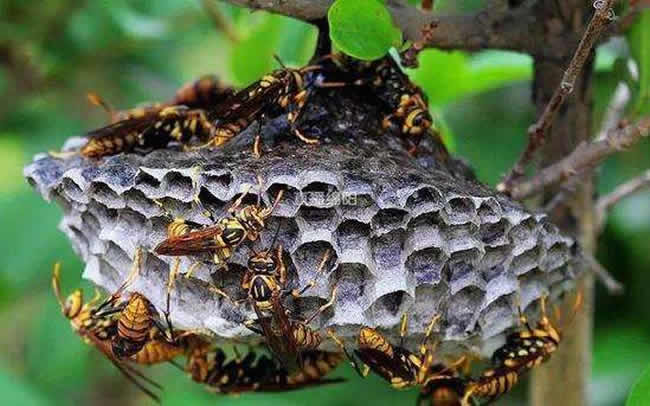 【蜜蜂知識(shí)】馬蜂和蜜蜂的區(qū)別 馬蜂和蜜蜂的區(qū)別