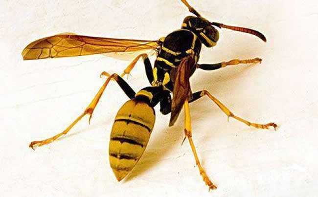 【蜜蜂知識(shí)】馬蜂和蜜蜂的區(qū)別 馬蜂和蜜蜂的區(qū)別