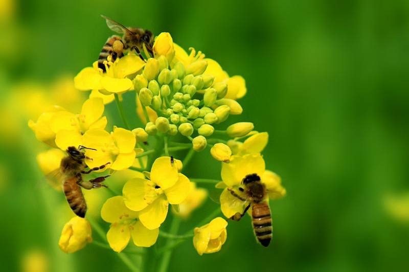 【蜜蜂知識(shí)】馬蜂和蜜蜂的區(qū)別 馬蜂和蜜蜂的區(qū)別