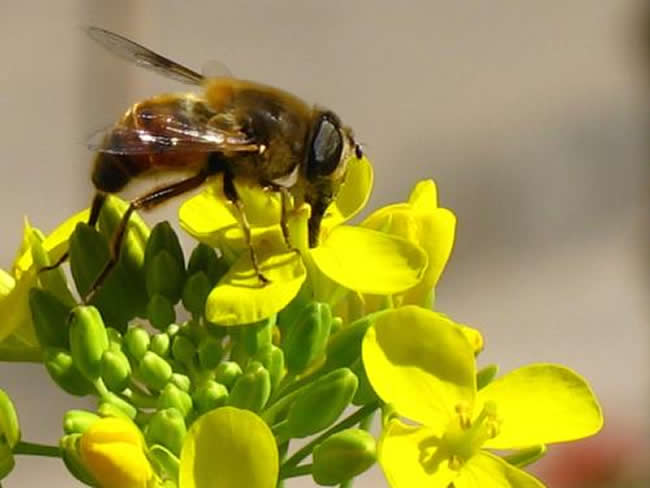 【蜜蜂知識(shí)】馬蜂和蜜蜂的區(qū)別 馬蜂和蜜蜂的區(qū)別