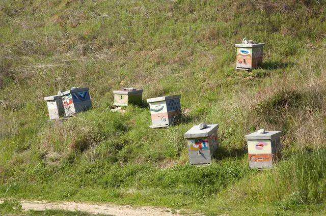 如何養蜂才能賺錢？有什么秘訣嗎？養蜂賺錢的必備條件！