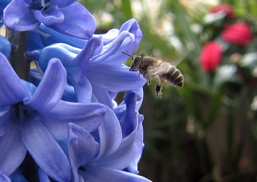 吉林省主要蜜源及放蜂路線（吉林養蜂需要知道的蜜源和放蜂路線圖）