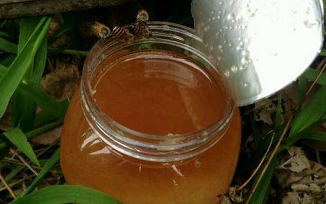 鴨腳木蜜和荔枝蜜哪個好(鴨腳木蜜和荔枝蜜的對比) 鴨腳木蜜和荔枝蜜哪個好(鴨腳木蜜和荔枝蜜的對比)