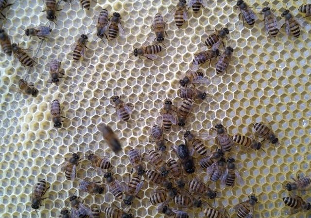 蜂群很強(qiáng)可以分蜂不(蜜蜂怎樣分蜂怎樣分群) 蜂群很強(qiáng)可以分蜂不(蜜蜂怎樣分蜂怎樣分群)