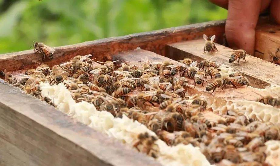 蜂群很強(qiáng)可以分蜂不(蜜蜂怎樣分蜂怎樣分群) 蜂群很強(qiáng)可以分蜂不(蜜蜂怎樣分蜂怎樣分群)