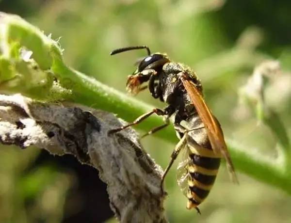 馬蜂筑巢是好兆頭嗎（馬蜂在家筑巢是兇是福）