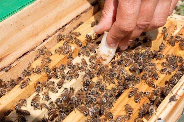 怎樣人工培育優質蜂王？