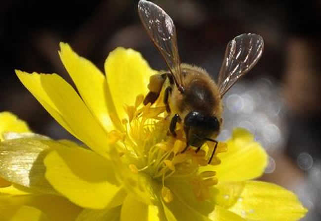 高加索蜜蜂 高加索蜜蜂