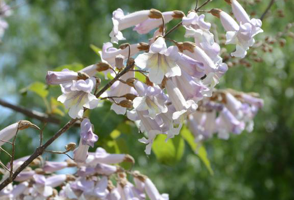 泡桐的拼音讀和組詞（泡桐拼音的正確讀法）