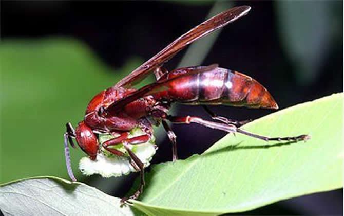 棕長腳蜂有毒嗎（長腳蜂毒性）