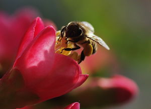 新手養蜂什么時候進種好(什么時候開始養蜂最好) 新手養蜂什么時候進種好(什么時候開始養蜂最好)