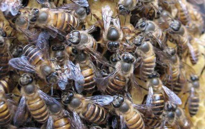 阿壩中蜂優奌和缺奌(阿壩中蜂有哪些優點和缺點) 阿壩中蜂優奌和缺奌(阿壩中蜂有哪些優點和缺點)