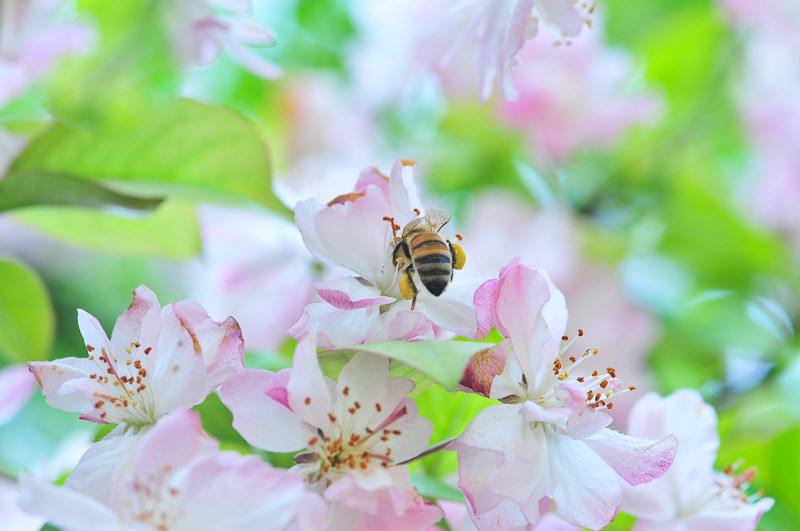 蜂王和蜂后的區別 蜂王和蜂后的區別